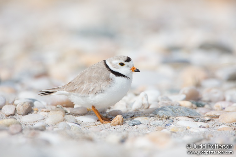 Piping Plover, Suffolk County, New York, United States